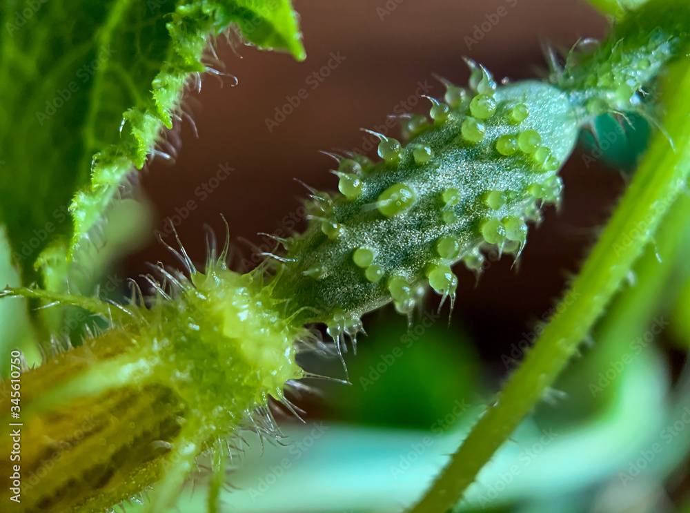 Leaves and ovaries of a young cucumber in a greenhouse. Growing vegetables. Selective focus. Leaves and ovaries of a young cucumber in a greenhouse. Growing vegetables. Selective focus.