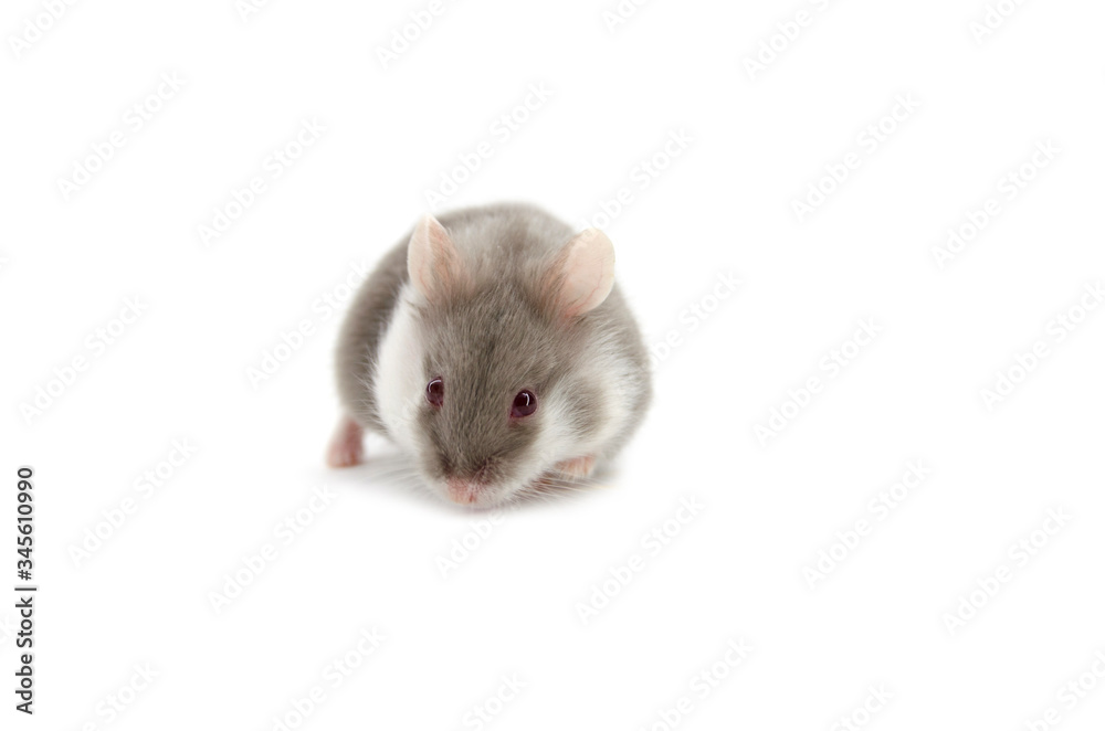 Campbell hamster white background Campbell hamster white background