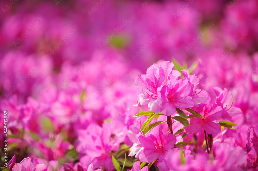 The blooming Satsuki azalea flower The blooming Satsuki azalea flower