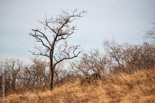 Bare tree in a windy autumn hill landscape