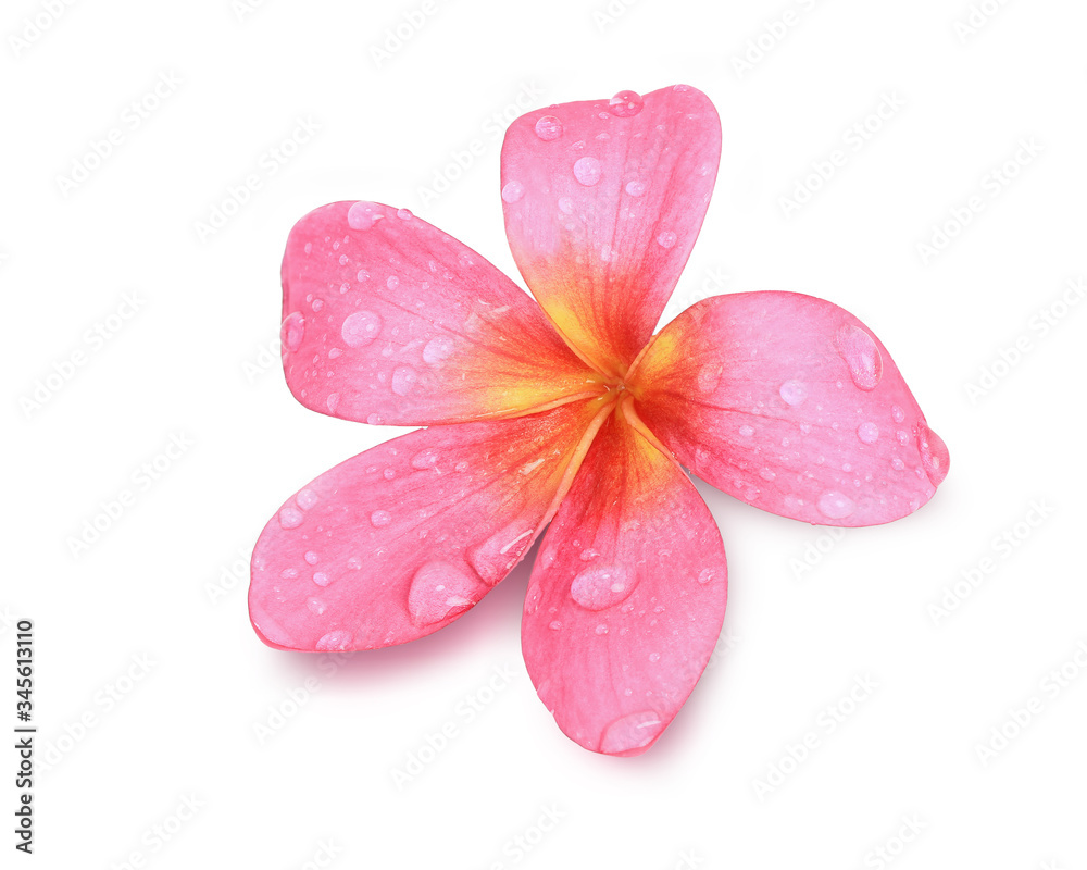 Beautiful pink tropical flower isolated on white background, This has clipping path. Beautiful pink tropical flower isolated on white background, This has clipping path.