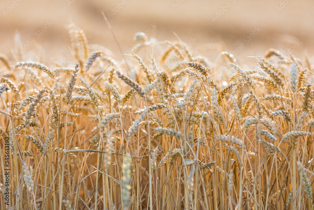 Fototapeta premium Weizenfeld in Deutschland Ende Juli
