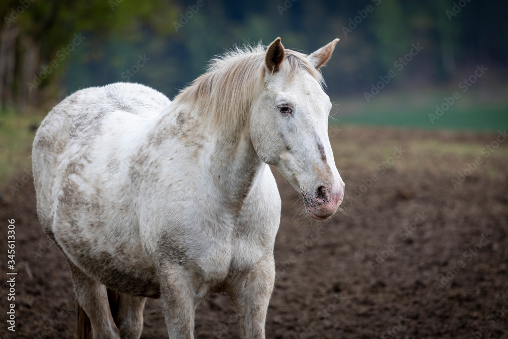 Schimmel Pferd Portrait auf Weide Schimmel Pferd Portrait auf Weide