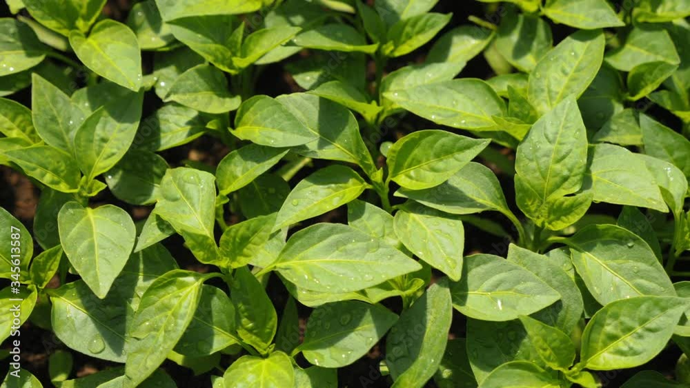 Top view of young green seedlings of pepper, growing plants and vegetables in a greenhouse and in a vegetable garden Top view of young green seedlings of pepper, growing plants and vegetables in a greenhouse and in a vegetable garden