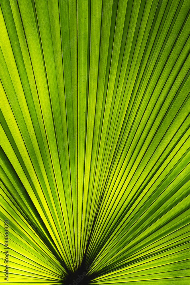 Obraz premium Green leaf texture pattern with light and shadow