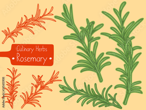 Branches of culinary herb Rosemary