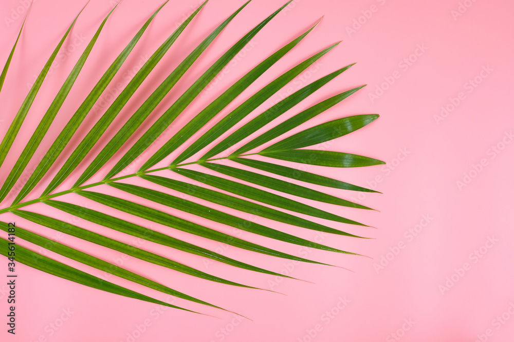 Fototapeta premium Tropical palm leaf on light pink background.