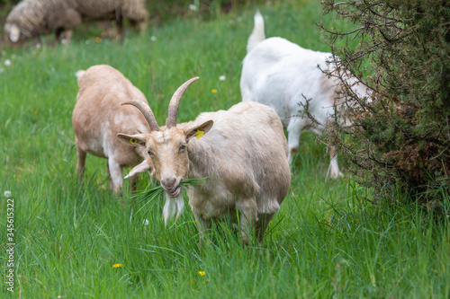 Ziege kaut Gras auf Weide