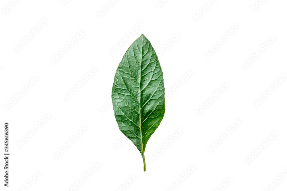 Fototapeta premium Green leaves isolated on white background.