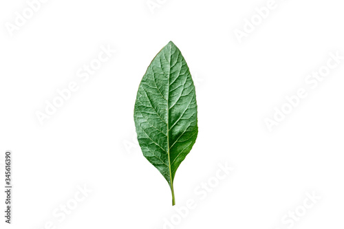 Green leaves isolated on white  background.