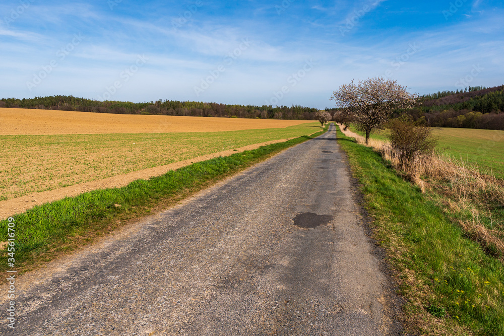 asphalt road in the fields with flowering trees on the edges, beautiful blue  sky, czech jeseniky