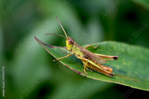 green grasshopper on a leaf © Светлана Карпенко