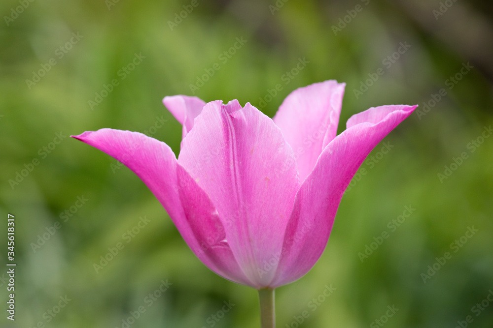 Pink tulip in flower in a garden with a green background, UK Pink tulip in flower in a garden with a green background, UK