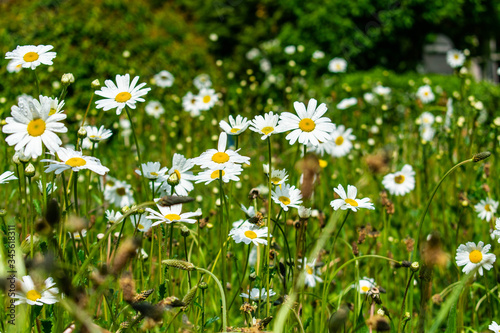 A field full of white and yellow wild large daisy flowers