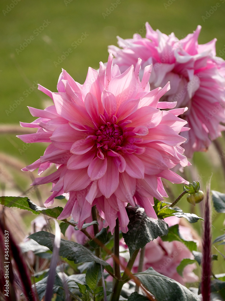 Obraz premium Dahlia