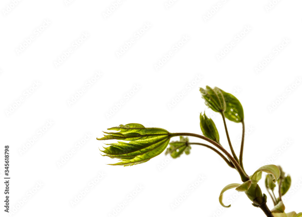 Naklejka premium Leaves isolated on white background. Macro.