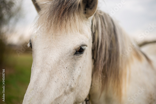 eyes of a beautiful white horse