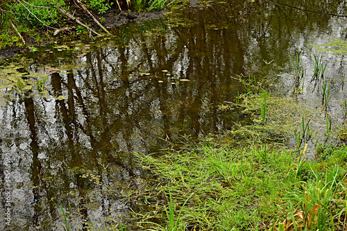 A narrow river flows through the deciduous forest  the banks of which are overgrown with grass.