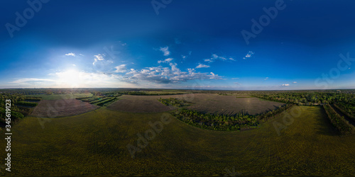 360 panorama of a field with daisies in summer on a sunny day