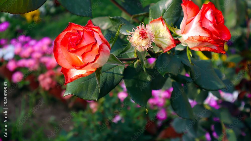 Beautiful rose flower plant in garden