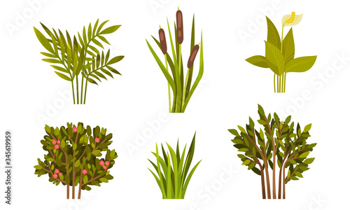 Different Lush Bushes and Grass with Reed Plant Vector Set