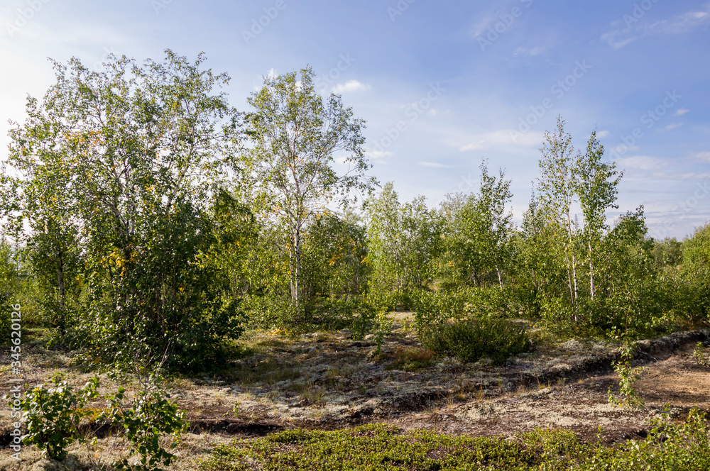 Birch grove and bright blue sky. Green trees in the summer forest. Travel on nature. Landscapes, North Birch grove and bright blue sky. Green trees in the summer forest. Travel on nature. Landscapes, North