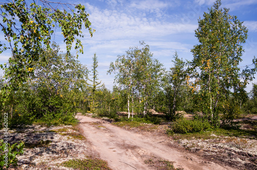 Birch grove and bright blue sky. Green trees in the summer forest. Travel on nature. Landscapes, North photo