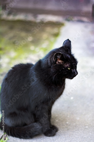 Close-up of a black cat sitting on the ground in the street