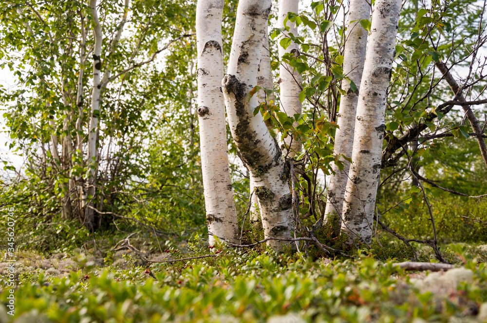 Fototapeta premium Birch grove and bright blue sky. Green trees in the summer forest. Travel on nature. Landscapes, North