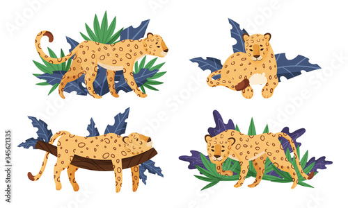 Spotted Leopard Having Rest Near Tropical Foliage and Lying on Tree Branch Vector Set