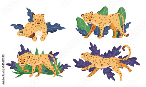 Spotted Leopard Having Rest Near Tropical Foliage Vector Illustrations Set