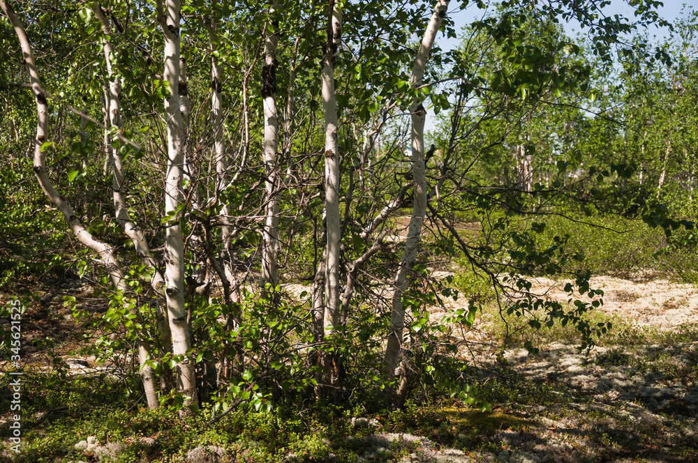 Fototapeta premium Birch grove and bright blue sky. Green trees in the summer forest. Travel on nature. Landscapes, North