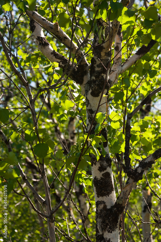 Fototapeta premium Birch grove and bright blue sky. Green trees in the summer forest. Travel on nature. Landscapes, North