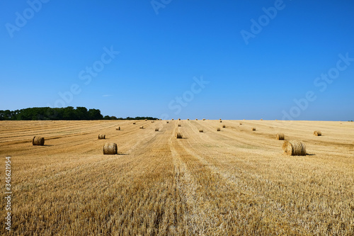 Fresh Hay bales in agriculture stubble field under blue sky during wheat harvest time