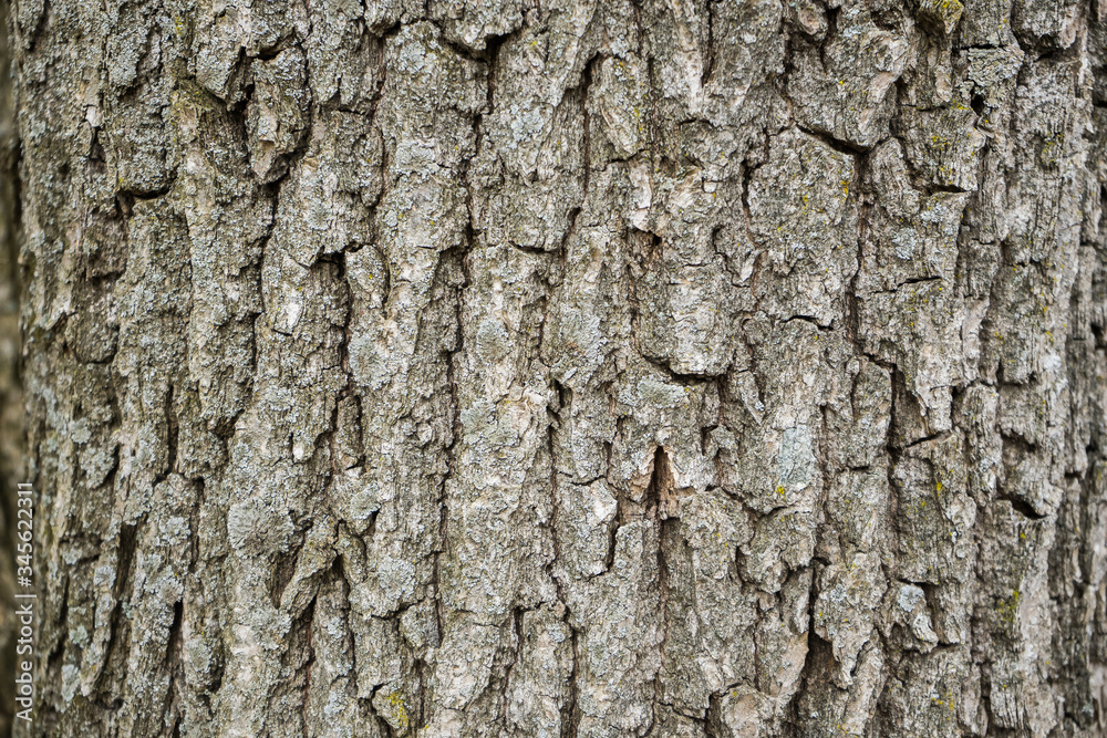 .Wood bark texture on background. Tree on wallpaper .Wood bark texture on background. Tree on wallpaper