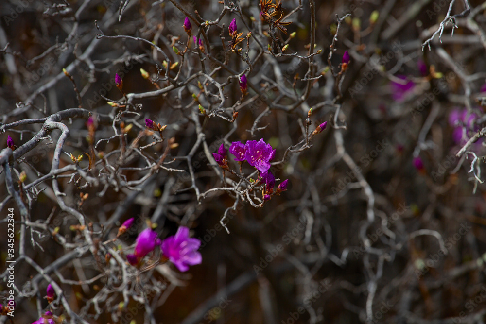 Pink rhododendron flowers