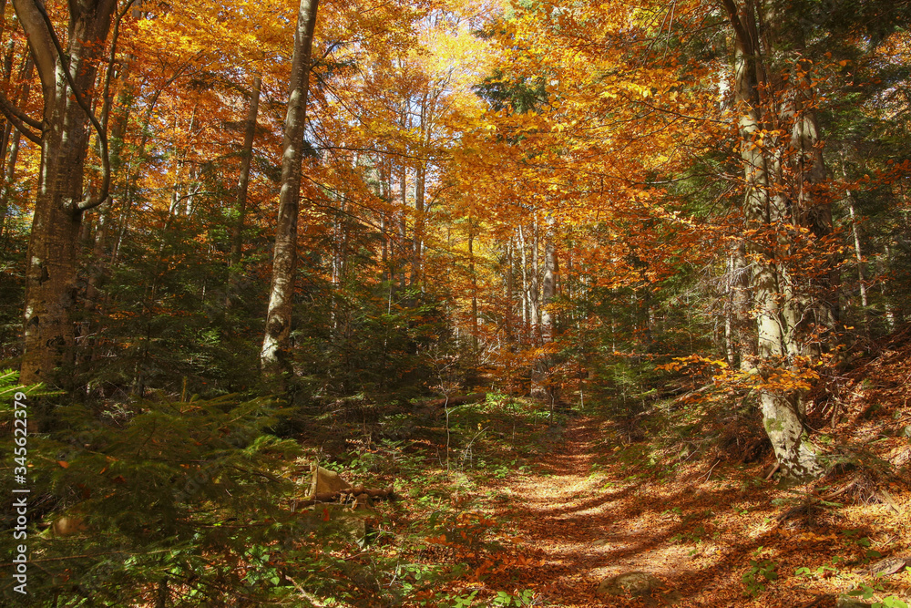 Obraz premium autumn in the mountains