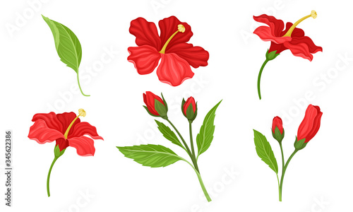 Hibiscus Red Tropical Flower with Large Petals and Green Fibrous Leaf Vector Set