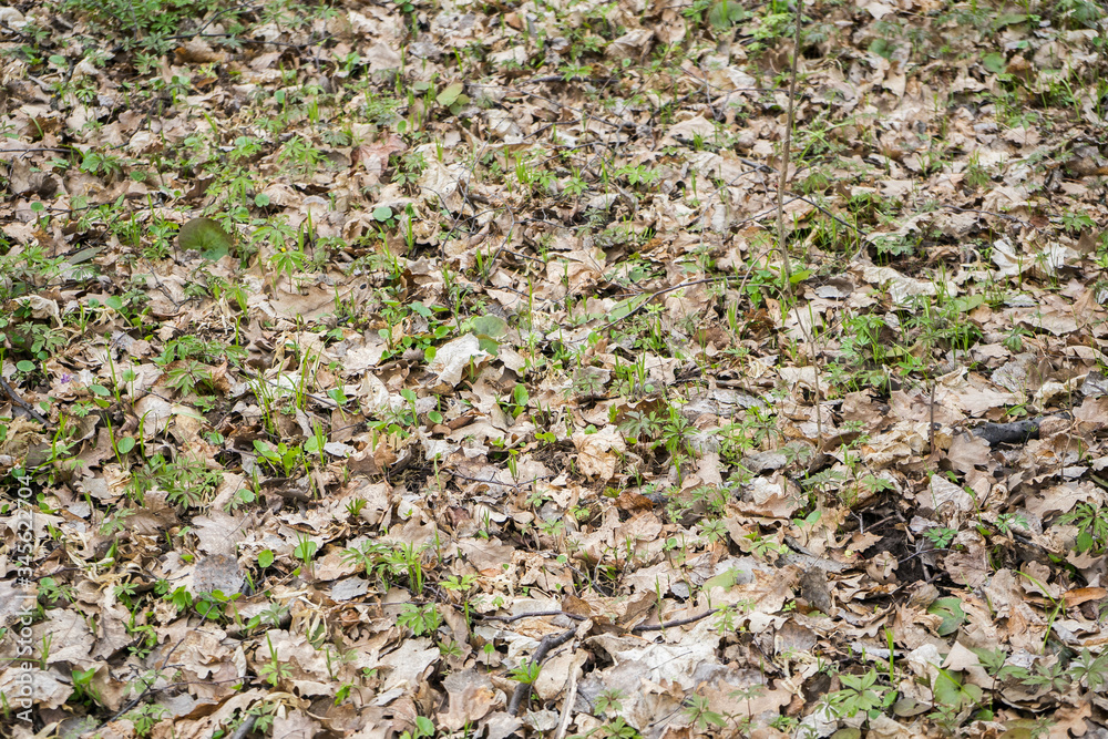 .dry leaves and grass sprouts texture background. Oak leaves and microgreen on the wallpaper
