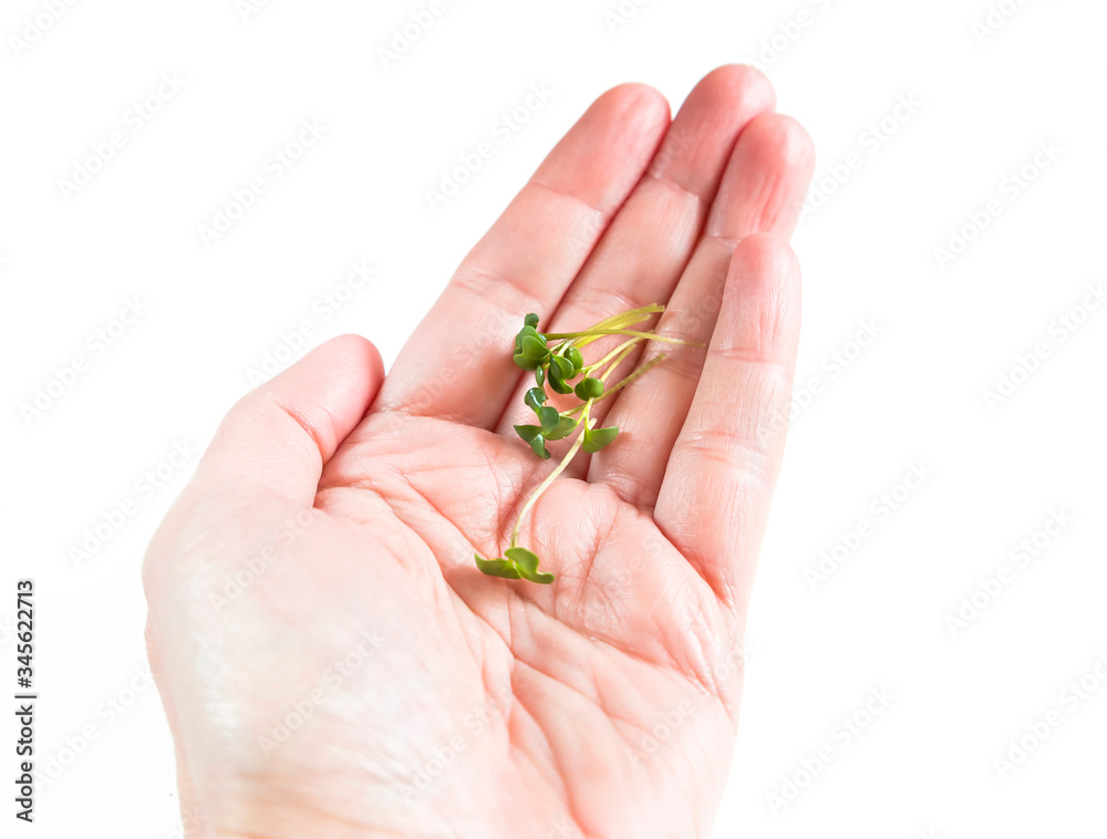 Woman hand micro greens sprout of mustard on the palm isolated on white. Microgreens Vegan and healthy eating, organically grown, vegetarian diet concept. Germination of seeds at home. Sprouted seeds. Woman hand micro greens sprout of mustard on the palm isolated on white. Microgreens Vegan and healthy eating, organically grown, vegetarian diet concept. Germination of seeds at home. Sprouted seeds.