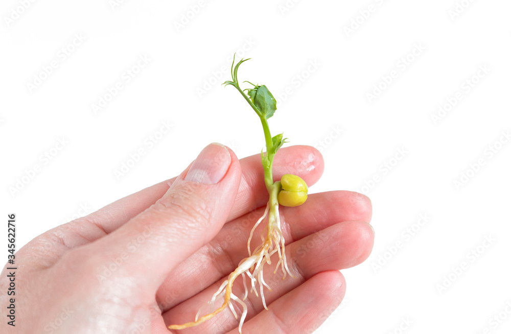 Woman hand holding micro greens sprout of pea isolated on white. Microgreens Vegan and healthy eating, organically grown, vegetarian diet concept. Germination of seeds at home. Sprouted seeds. Woman hand holding micro greens sprout of pea isolated on white. Microgreens Vegan and healthy eating, organically grown, vegetarian diet concept. Germination of seeds at home. Sprouted seeds.