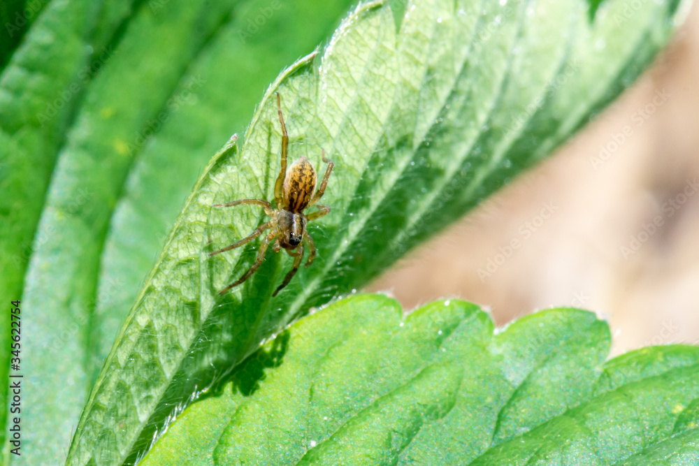 Garden Spider on the Underside of a Strawberry Leaf Garden Spider on the Underside of a Strawberry Leaf