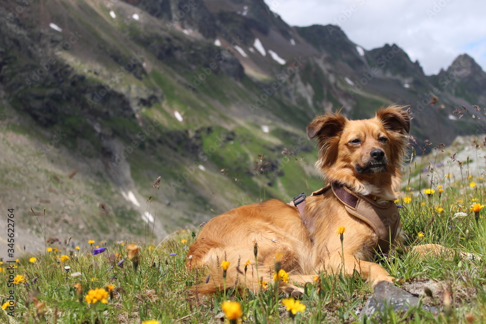 dog on mountain with flowers