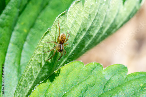 Garden Spider on the Underside of a Strawberry Leaf