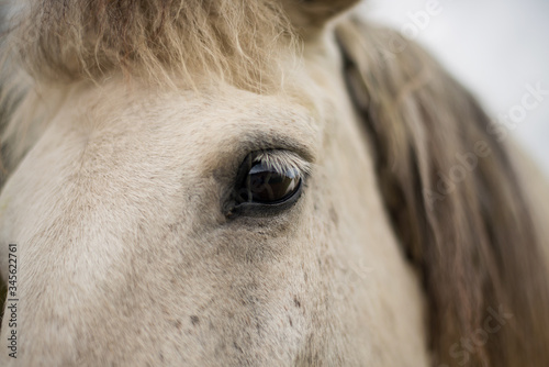 eyes of a beautiful white horse