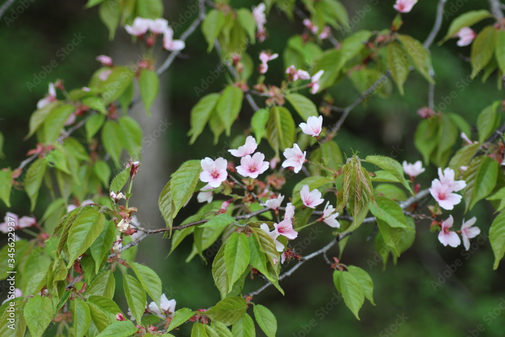 Fototapeta premium 山桜