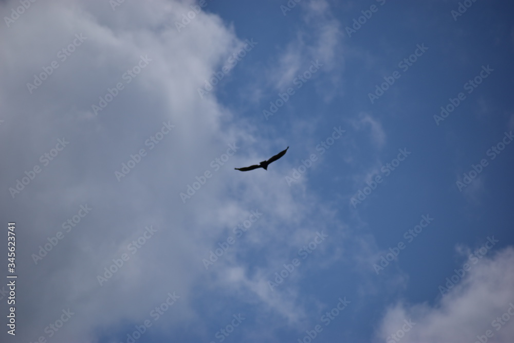bird in the blue sky