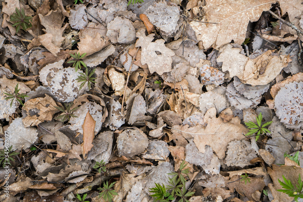 .dry leaves and grass sprouts texture background. Oak leaves and microgreen on the wallpaper .dry leaves and grass sprouts texture background. Oak leaves and microgreen on the wallpaper