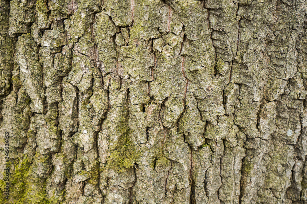 .Tree bark texture on background. Wood on wallpaper .Tree bark texture on background. Wood on wallpaper