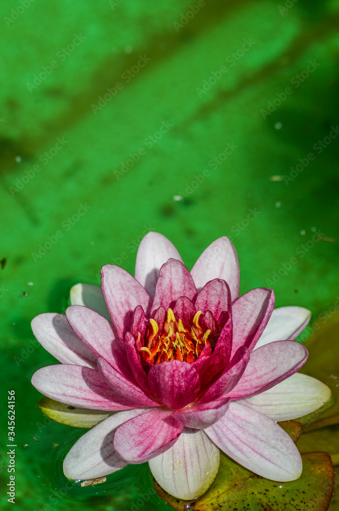 Beautiful soft pink water lily floating on bright green water background - Nymphaea Beautiful soft pink water lily floating on bright green water background - Nymphaea